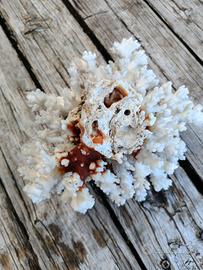 Corallo bianco 
