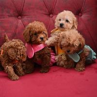 Cuccioli di barboncini mini toy maschi femmine