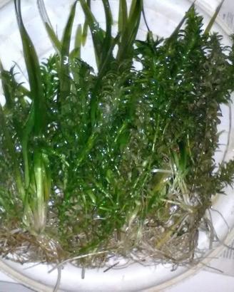 Piante per acquari/laghetti Vallisneria e Gigantea