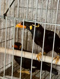 Coppia merli indiani