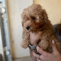 Barboncina albicocca