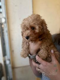 Barboncina albicocca