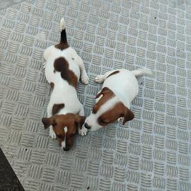 Jack russel