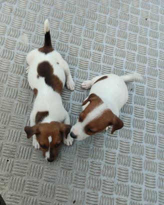 Jack russel