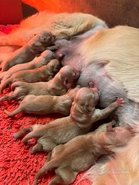 Cuccioli golden retriever