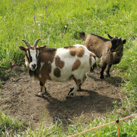 Capre africane nane (Tibetane)