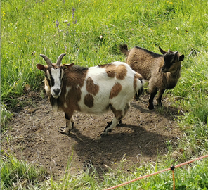 Capre africane nane (Tibetane)