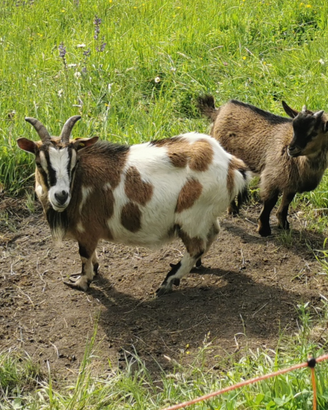 Capre africane nane (Tibetane)