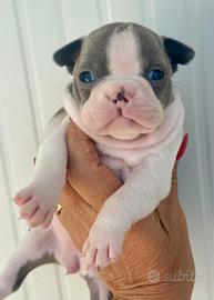 Cuccioli di Boston Terrier