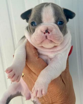 Cuccioli di Boston Terrier