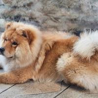 Chow chow