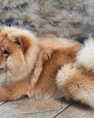 Chow chow