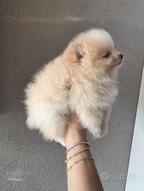 Spitz di Pomerania