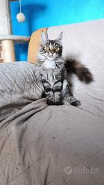 Cuccioli gatti Maine Coon