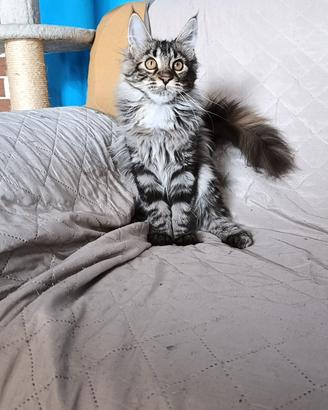 Cuccioli gatti Maine Coon