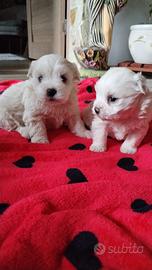 Maltese toy