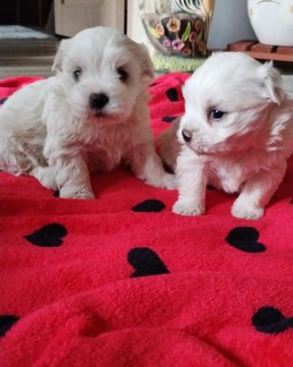 Maltese toy
