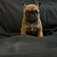 Cuccioli di bulldog francese