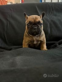 Cuccioli di bulldog francese