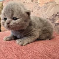 Cucciola di gatto persiano