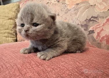 Cucciola di gatto persiano