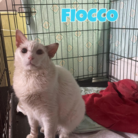 Fiocco gatto bianco adozione del cuore