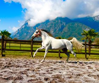 Cavalla Hispanoarabe