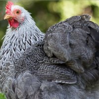 Galline ornamentali