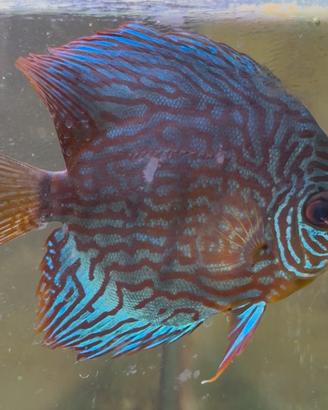 Discus