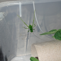 Cavallette giganti della nuova Guinea