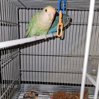 Pappagalli inseparabili