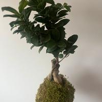 Kokedama ficus bonsai ginseng