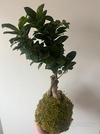 Kokedama ficus bonsai ginseng