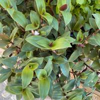 Talee di pianta  Trandescandi viola e verde