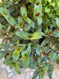 Talee di pianta  Trandescandi viola e verde