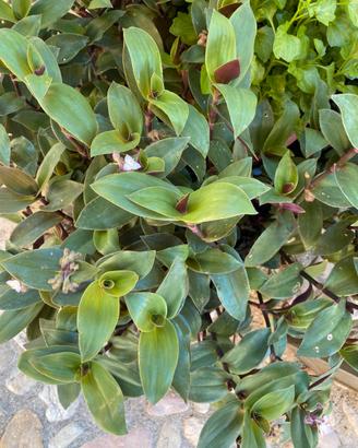 Talee di pianta  Trandescandi viola e verde