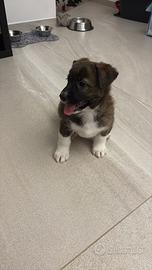 Dolcissima Cucciola disponibile