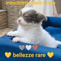 Chihuahua pelo lungo pedigree Enci
