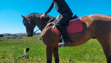 Cavallo