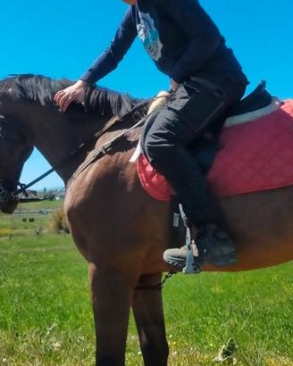 Cavallo