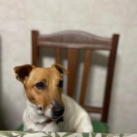 Raga lo Jack Russell