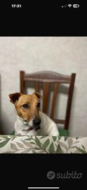 Raga lo Jack Russell