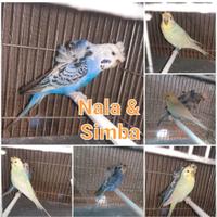 Coppia cocorite hagaromo