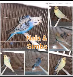 Coppia cocorite hagaromo