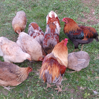 Galli razza araucana 5 mesi