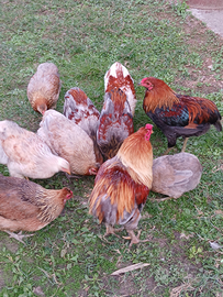 Galli razza araucana 5 mesi