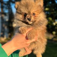 Pomerania maschio orange