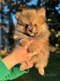Pomerania maschio orange
