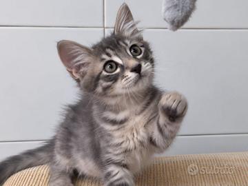 Dolce Gattino grigio pelo lungo adozione gratuita