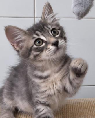 Dolce Gattino grigio pelo lungo adozione gratuita